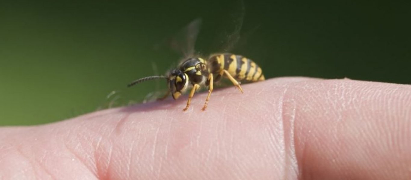 Τσίμπημα από έντομο, τσούχτρα ή δάγκωμα φιδιού: Τι πρέπει να κάνεις στην κάθε περίπτωση