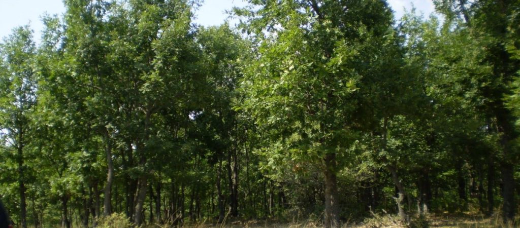 ΓΓΠΠ: Παρατείνεται η απαγόρευση κυκλοφορίας σε δάση, εθνικούς δρυμούς, περιοχές Natura και άλση