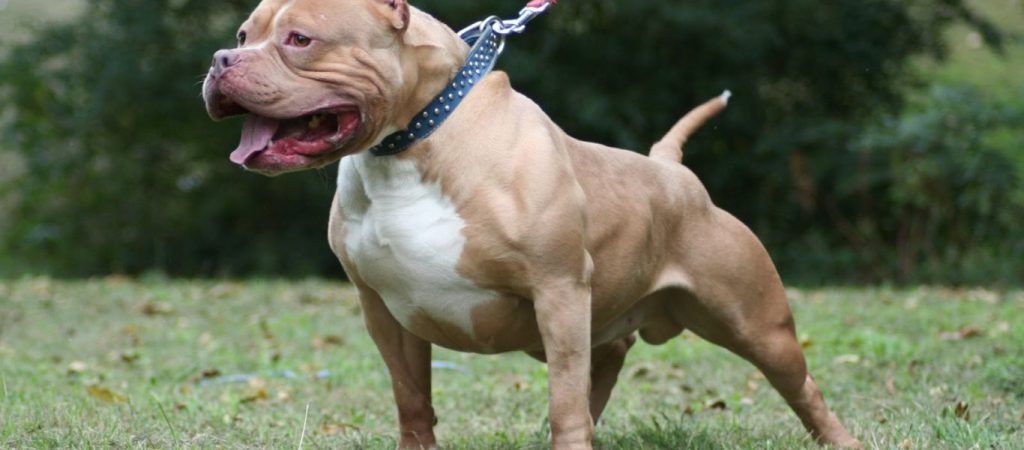 Γαλάτσι: Ελεύθερος με έναν μόνο περιοριστικό όρο ο αστυνομικός που σκότωσε σκύλο