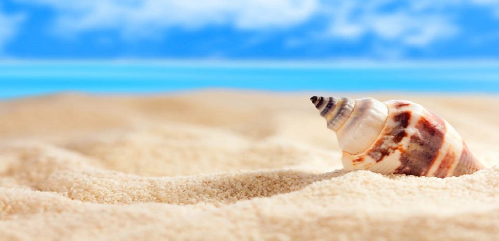 Γιατί «ακούμε την θάλασσα» στα μεγάλα κοχύλια;