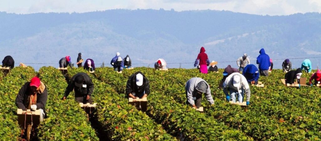 Παρατείνεται για 90 μέρες η προσωρινή απασχόληση των εργατών γης