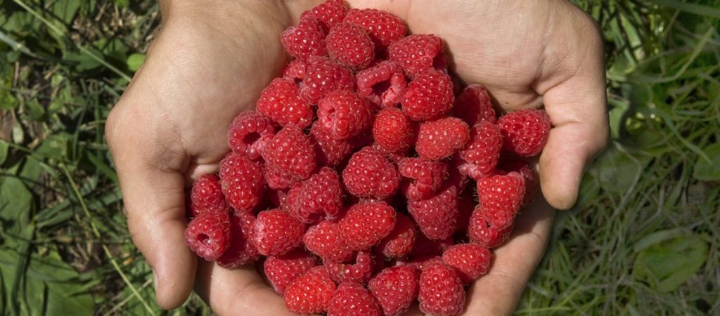 Raspberries: Το απόλυτο καλοκαιρινό φρούτο με τα θρεπτικά οφέλη!