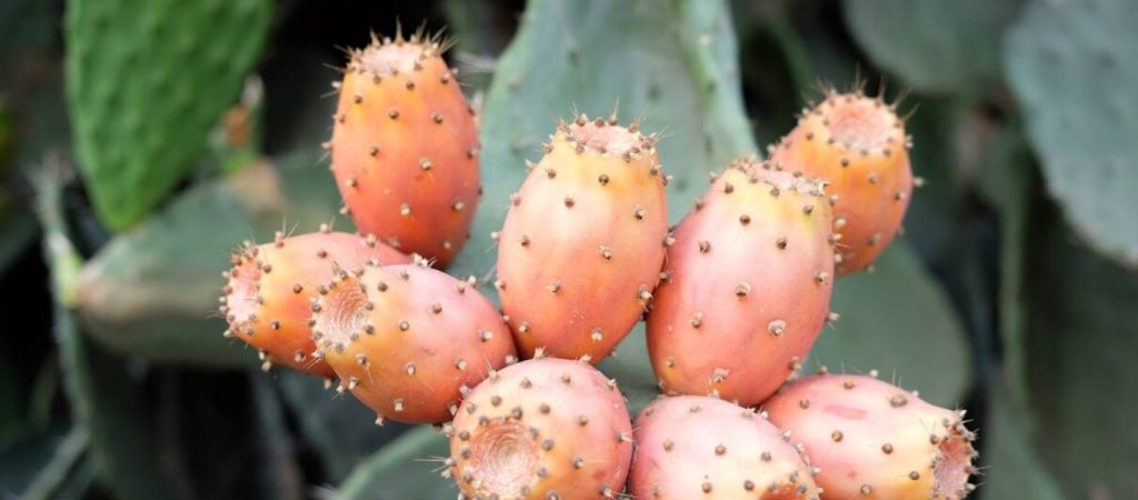 Βάλτε τα φραγκόσυκα στη διατροφή σας – Δεν φαντάζεστε πόσα οφέλη έχουν για την υγεία