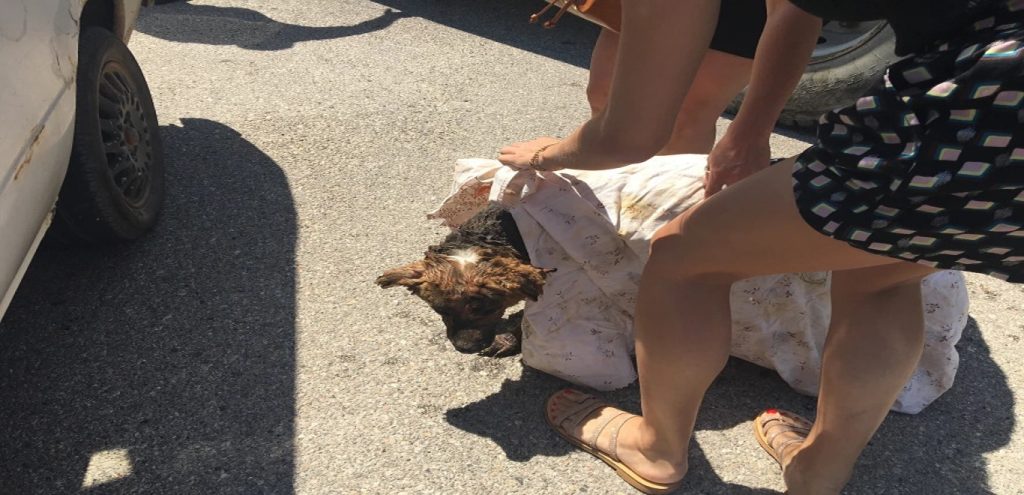 Φωτιά στα Βίλια: Κάτοικοι φροντίζουν και ευτυχώς σώζουν σκυλάκι με εγκαύματα! (φώτο)