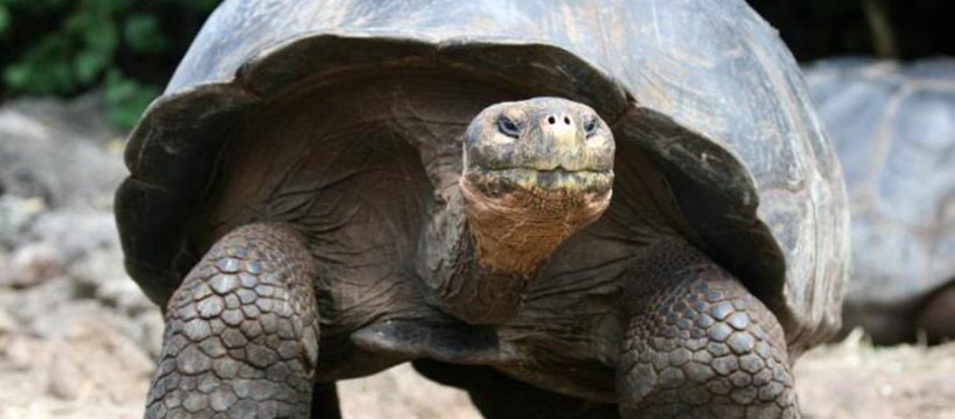 Σαρκοβόρο χελώνα κατέγραψαν ερευνητές στις Σεϋχέλλες!
