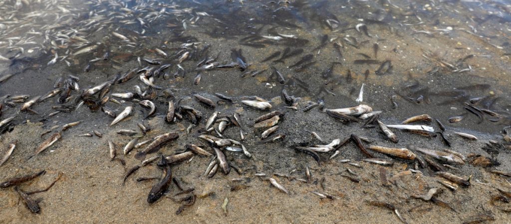 Τόνοι από νεκρά ψάρια ξεβράστηκαν σε λιμνοθάλασσα της Ισπανίας τα τελευταία 24ωρα