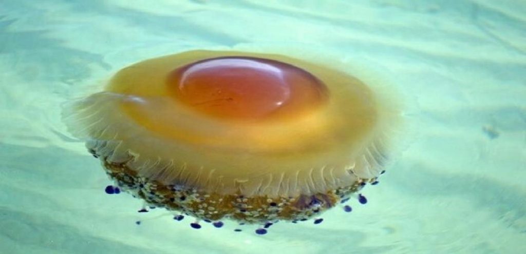 Θεσσαλονίκη: Ο Θερμαϊκός πλημμύρισε με μέδουσες – «τηγανητά αυγά» (βίντεο)