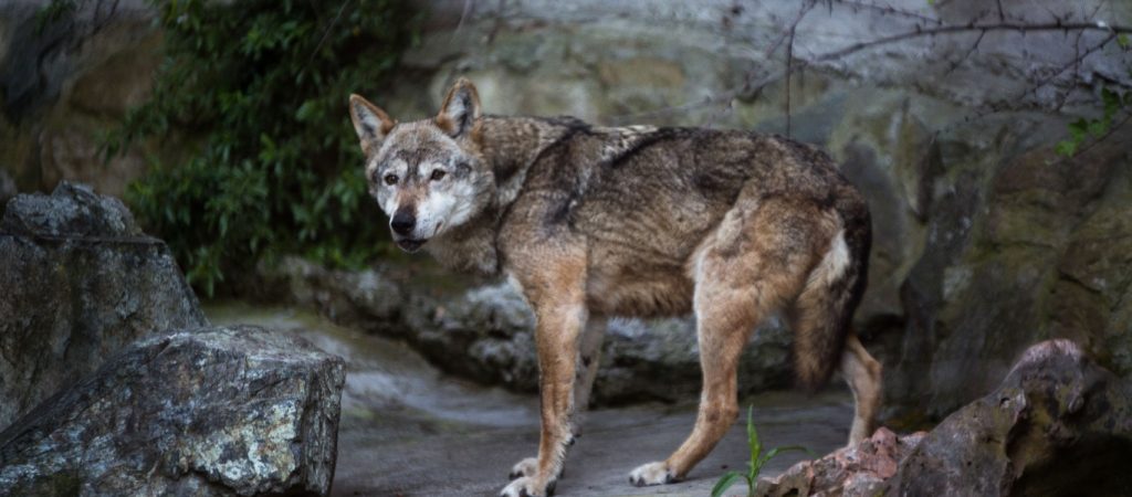 Θεσπρωτία: Λύκος πιάστηκε σε παγίδα για αγριογούρουνα – Επιχείρηση για τον απεγκλωβισμό του (βίντεο)