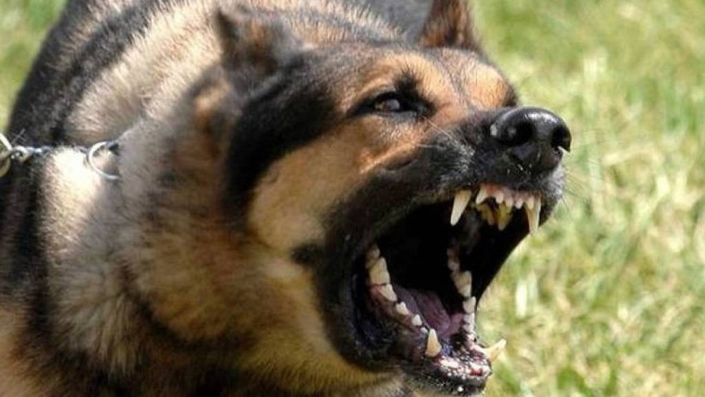 Θεσσαλονίκη: Ελεύθερος με περιοριστικούς όρους ο 25χρονος που σκότωσε σκύλο