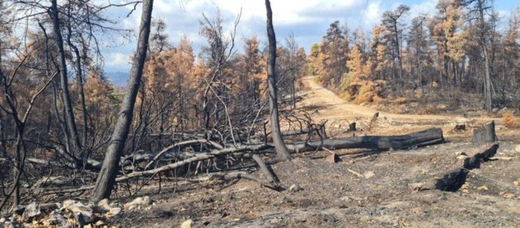 Εύβοια: Επιχείρηση καθαρισμού των καμένων εκτάσεων – Σε εξέλιξη έργα υλοτομίας (φώτο)