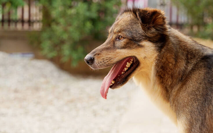 Αγρίνιο: Δύο περιστατικά με επιθέσεις σκύλων σε πολίτες