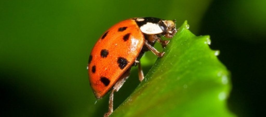 Επιστήμονες προτείνουν το ψέκασμα των φυτών με το άρωμα της πασχαλίτσας