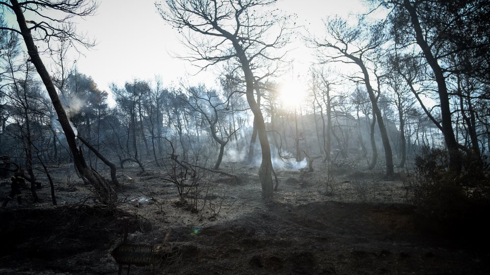 Καμένο το ένα τρίτο των δασών της Εύβοιας από τις πυρκαγιές σύμφωνα με το meteo