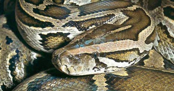 Τεράστιος πύθωνας κατάπιε ολόκληρη αγελάδα – Ήταν και το τελευταίο γεύμα της ζωής του! (βίντεο)