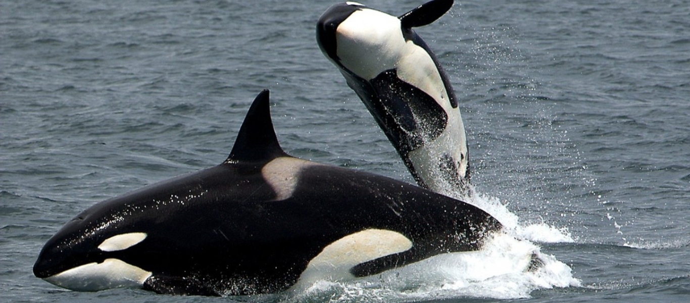 Ισπανία: Κοπάδι από όρκες επιτέθηκε και διέλυσε ιστιοπλοϊκό (βίντεο)