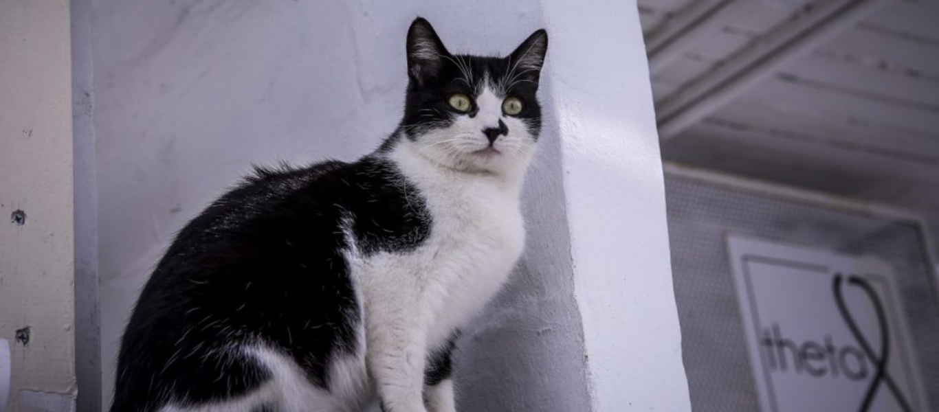 Η τεχνολογία… τρέχει – Εφαρμογή ερμηνεύει τα συναισθήματα της γάτας σας (βίντεο)