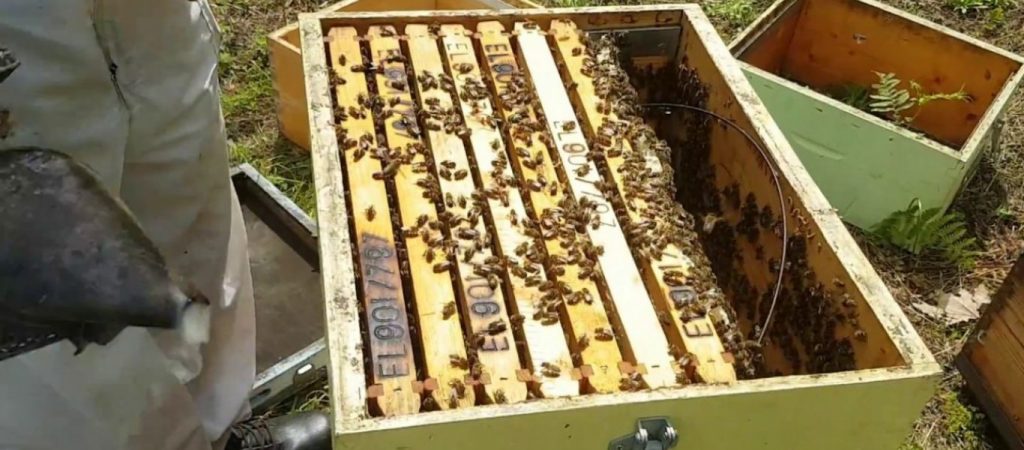 Θαρραλέος άντρας βγάζει μέλι από κυψέλη με… γυμνά χέρια! (βίντεο)