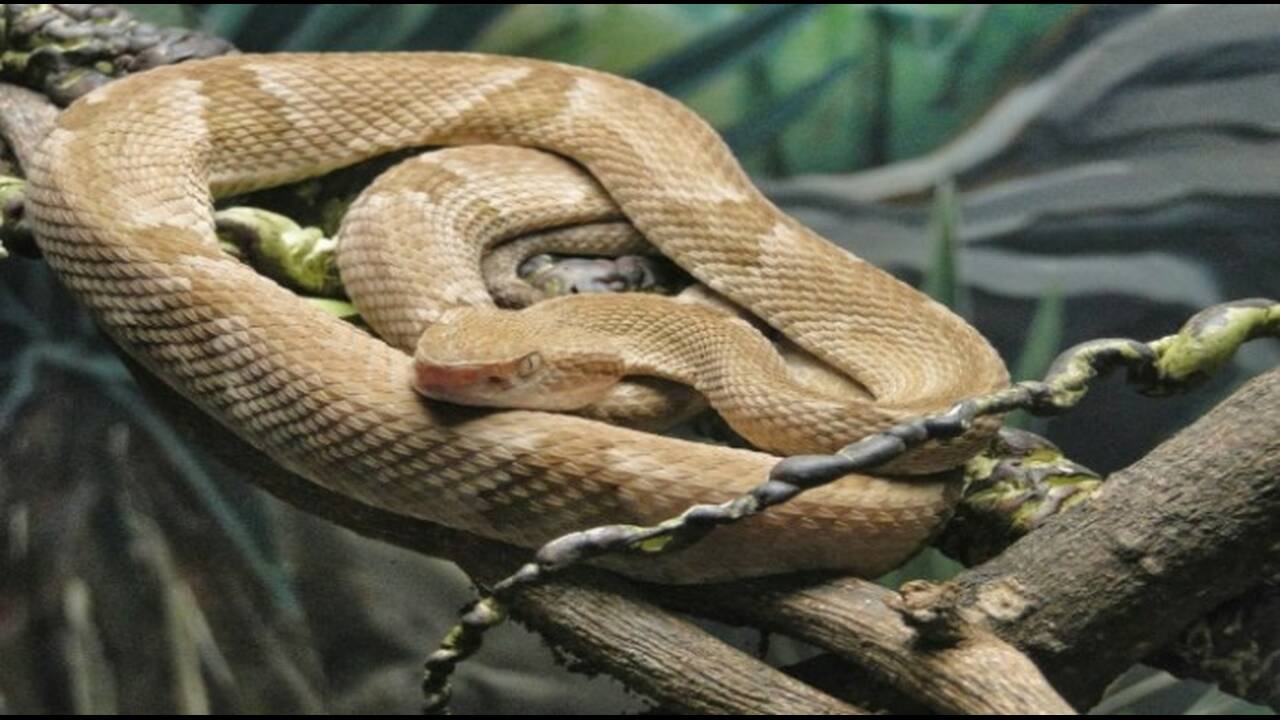 Στη «μάχη» κατά της Covid-19 δηλητήριο φιδιού από τη Βραζιλία