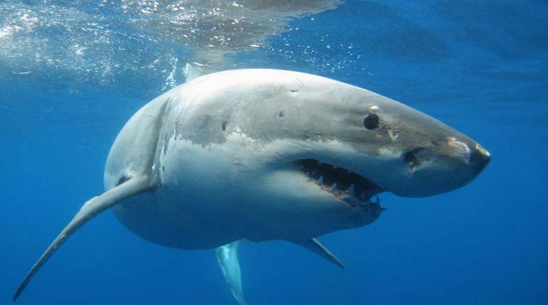 Αυτό το ήξερες; – Οι καρχαρίες προτιμούν να τρώνε… άντρες!