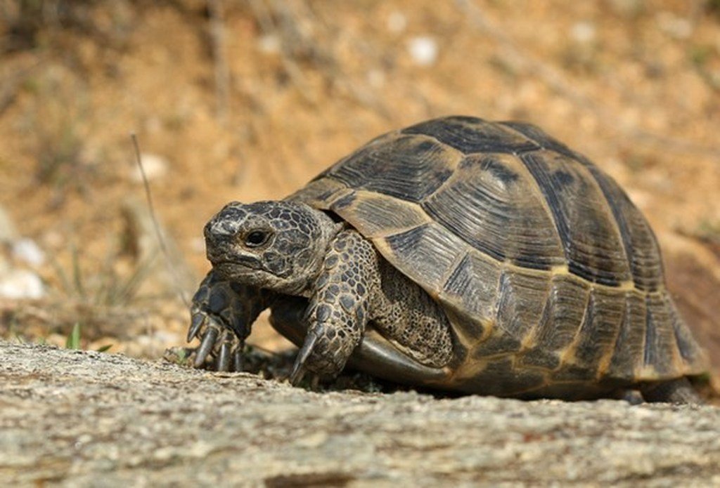 Η χελώνα που έσωσε το είδος της εξαιτίας των ερωτικών «ορέξεών» της (βίντεο)