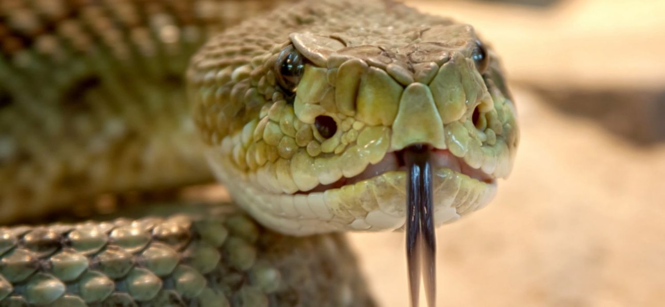 Δεν υπάρχει τίποτα πιο ανατριχιαστικό από ένα φίδι που τρώει ένα άλλο φίδι (βίντεο)
