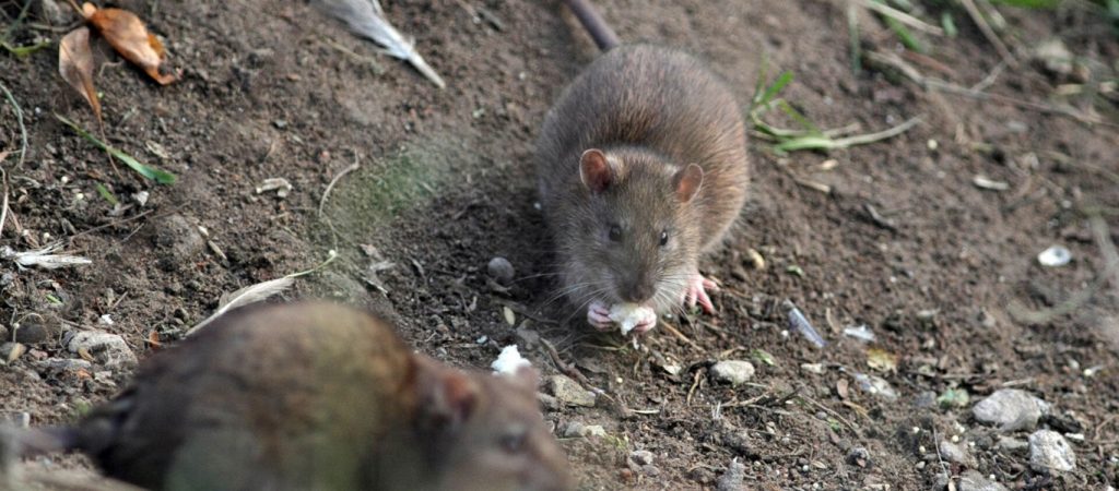 Αρουραίος σε ρόλο μουσικού παίζει φυσαρμόνικα και κάνει το TikTok να… «παραμιλά» (βίντεο)