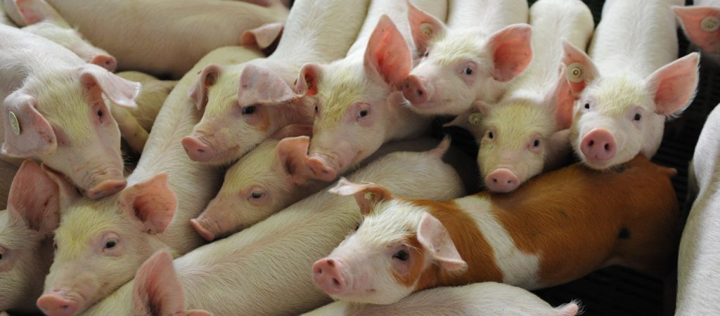 «Ένοχη» η βιομηχανική κτηνοτροφία και γαλακτοκομία για τις εκπομπές αερίου των θερμοκηπίων