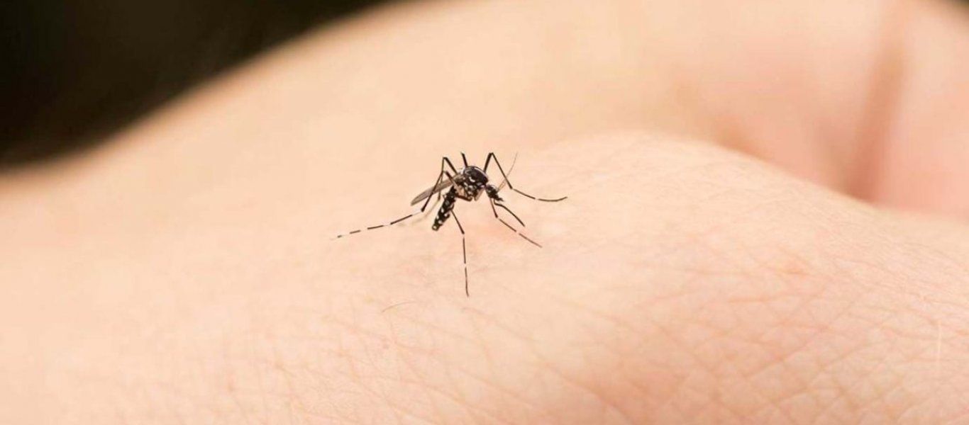 Θεσσαλονίκη: Εντοπίστηκε κρούσμα του ιού του Δυτικού Νείλου