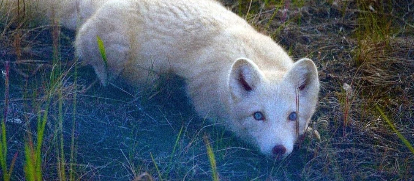 Βρέθηκε ασυνήθιστη πολική αλεπού με μπλε μάτια στην Ρωσία (φώτο)