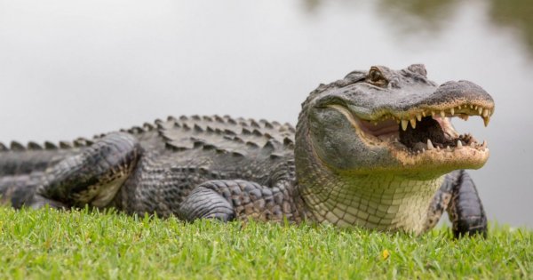 Γυναίκα πάλεψε με τεράστιο αλιγάτορα όταν της επιτέθηκε για να δαγκώσει τη σανίδα της σε ποτάμι (βίντεο)