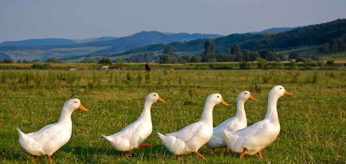 Οικογένεια παπιών με διάθεση για… διάβασμα μπήκε σε βιβλιοθήκη! (βίντεο)