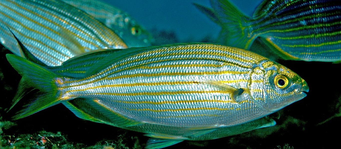 Ψαράς έσωσε ετοιμοθάνατο ψάρι με… τεχνητή αναπνοή (βίντεο)