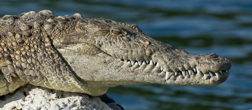 Σκληρό βίντεο από ζωολογικό κήπο στις ΗΠΑ – Αλιγάτορας αρπάζει το χέρι γυναίκας και την στριφογυρνά (βίντεο)