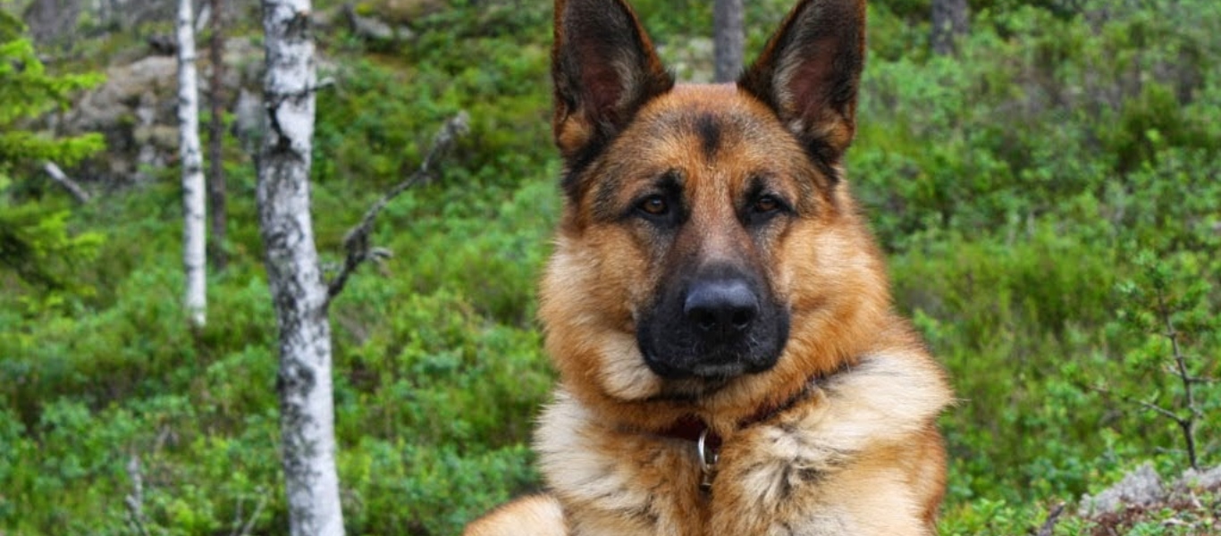 O σκύλος σας κυνηγάει την ουρά του; – Πότε θα πρέπει να αρχίσετε να ανησυχείτε