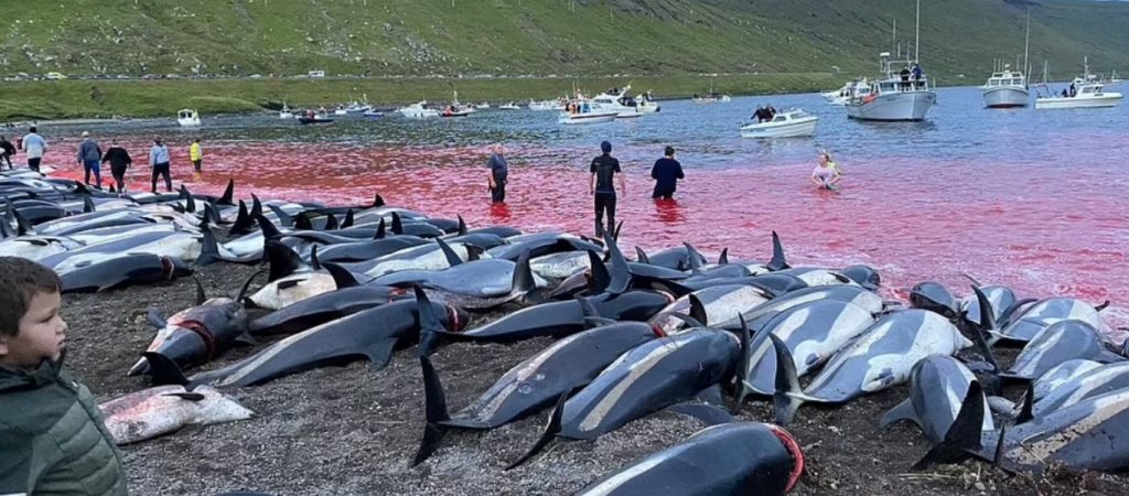 Τεράστια σφαγή δελφινιών στα Νησιά Φερόε – Σκότωσαν 1.500 θηλαστικά σε έθιμο (βίντεο)