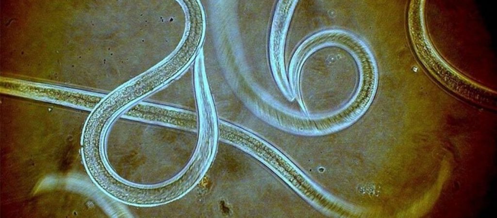 Σκουλήκια μοιράζονται τις μνήμες τους ανταλλάσσοντας RNA