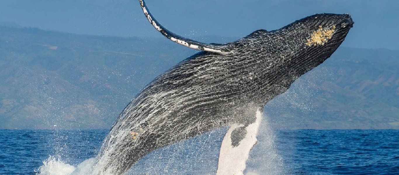 Απίστευτη στιγμή: Φάλαινα – γίγαντας έσπρωξε με το πτερύγιό της γυναίκα ενώ έκανε βαρκάδα (βίντεο)