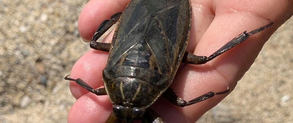 Δηλητηριώδης λιθόκερος εμφανίστηκε στη Λάρισα και «έσπειρε τον τρόμο» (φωτο)