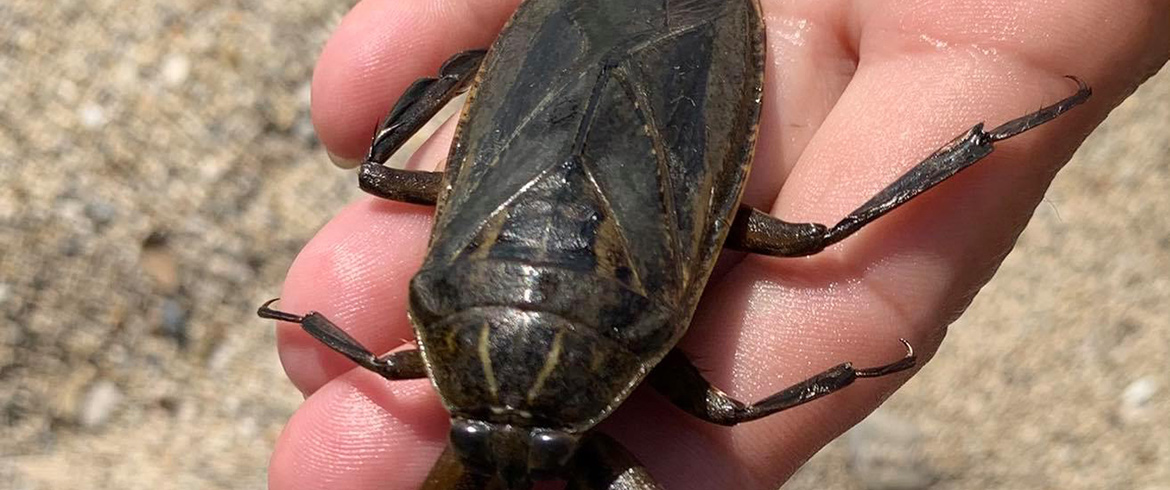 Δηλητηριώδης λιθόκερος εμφανίστηκε στη Λάρισα και «έσπειρε τον τρόμο» (φωτο)