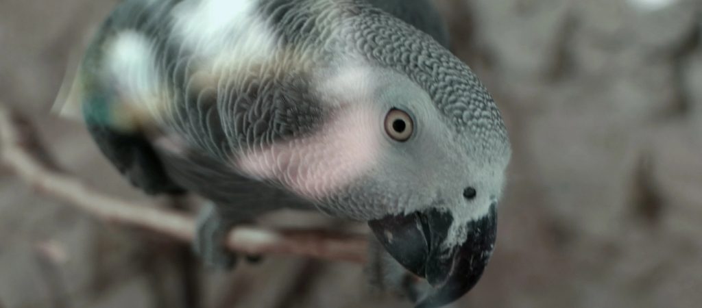 Παπαγάλος «δράκουλας»: Το εντυπωσιακό πτηνό με τα μαύρα και κόκκινα φτερά (φωτο)