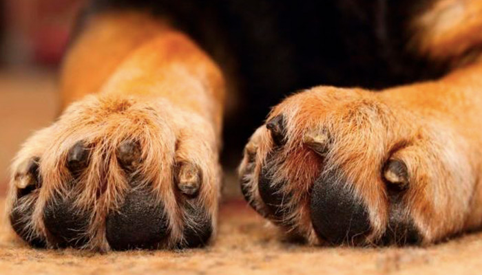 Ιωάννινα: Άνδρας σκότωσε τον σκύλο της ανιψιάς του μπροστά στα μάτια της