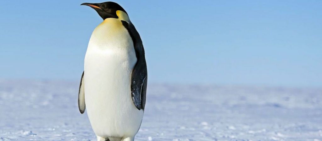 Επιστήμονες ανακάλυψαν σε κουτσουλιές πιγκουίνων αέριο από… άλλο πλανήτη!