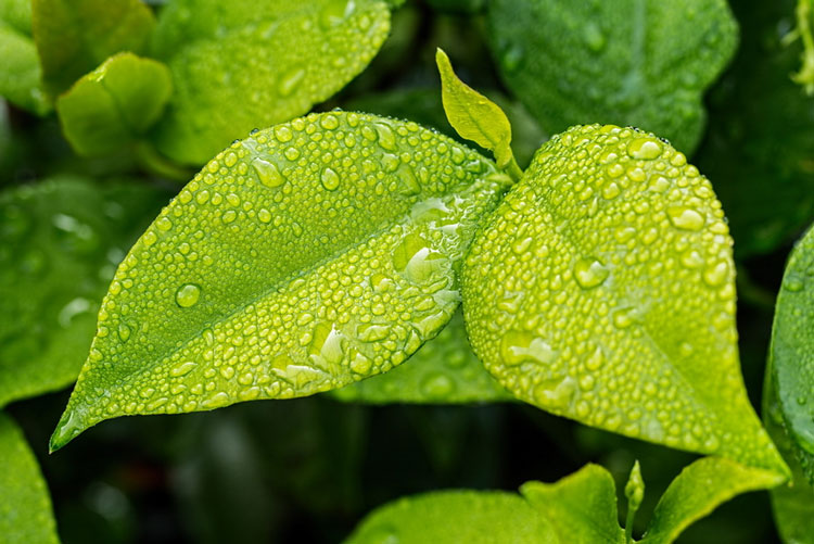 Αυτό το γνωρίζατε; – Πώς το νερό ανεβαίνει στα δέντρα;