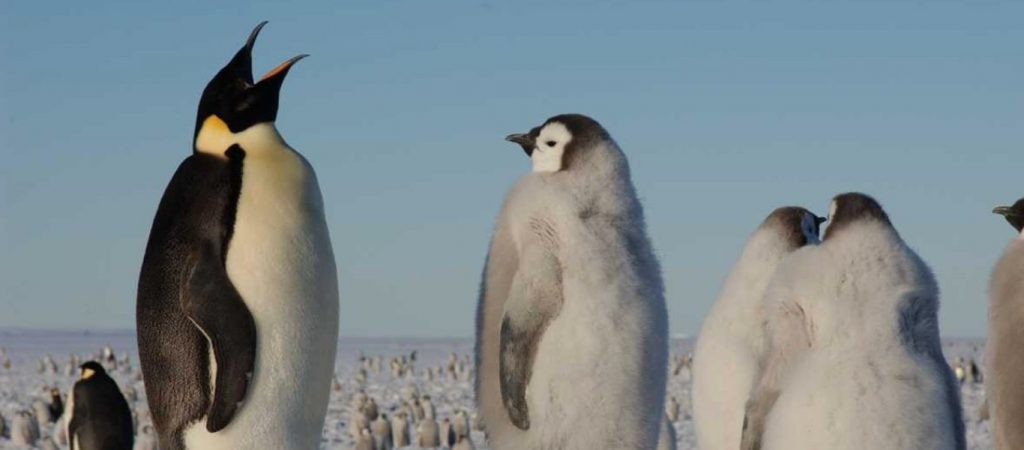 Απειλούμενοι αφρικανικοί πιγκουίνοι πέθαναν από το τσίμπημα μελισσών