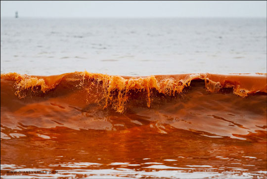 Σπάνιο φαινόμενο: Δείτε εντυπωσιακές εικόνες από κόκκινη παλίρροια (φωτο)