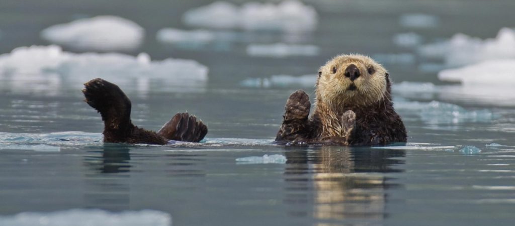 Σύμμαχος στη «μάχη» κατά της κλιματικής αλλαγής οι θαλάσσιες βίδρες