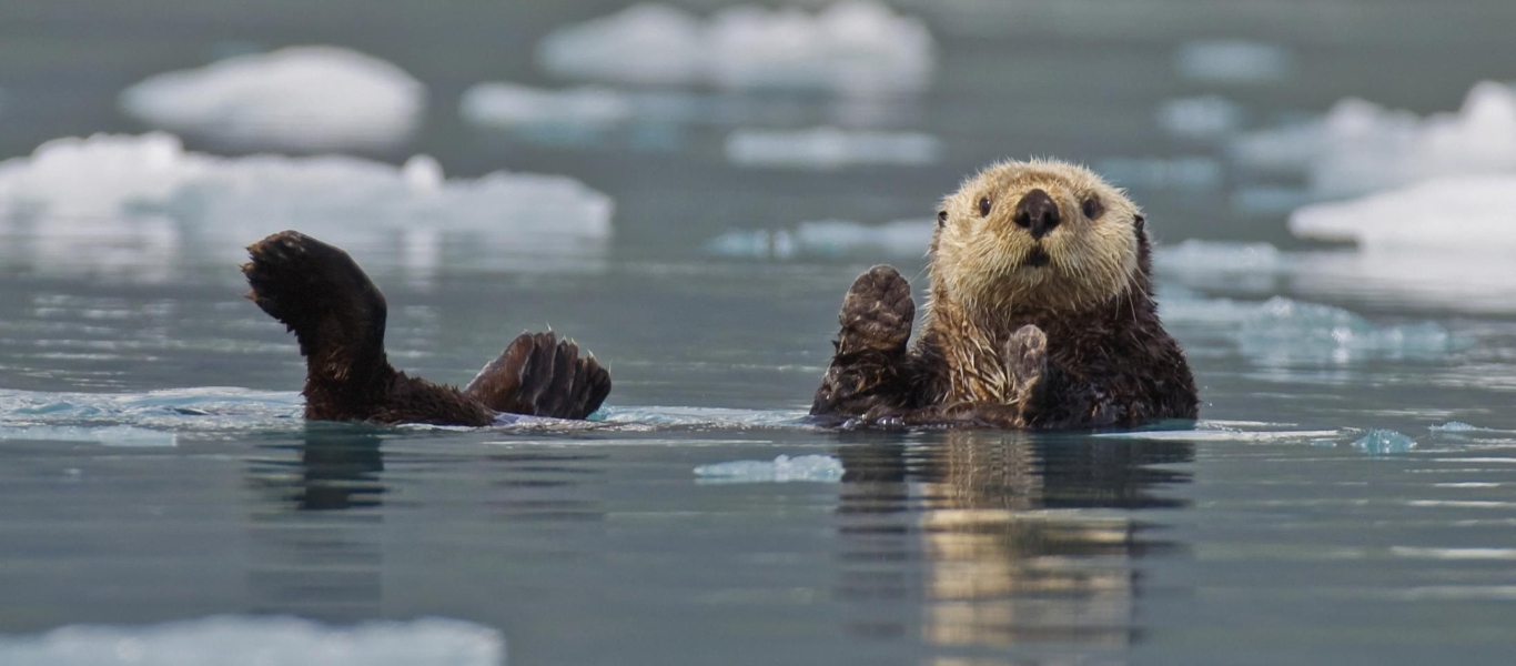 Σύμμαχος στη «μάχη» κατά της κλιματικής αλλαγής οι θαλάσσιες βίδρες