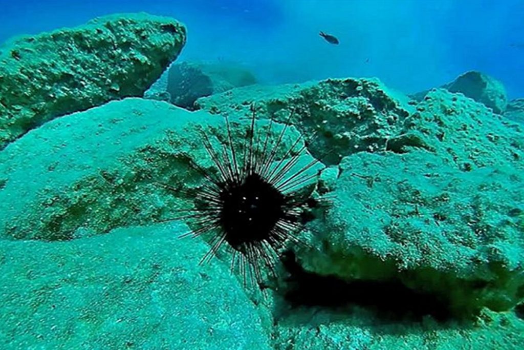 Κρήτη: Εντοπίστηκε δηλητηριώδης αχινός στο Λαφονήσι