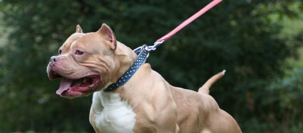 Τρόμος για 6χρονο στη Μυτιλήνη – Του επιτέθηκε σκύλος