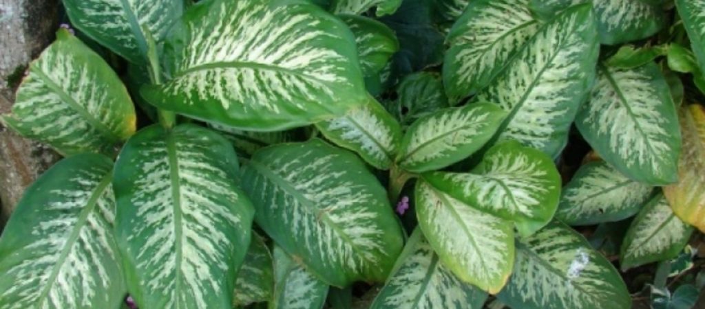 Προσοχή: Αυτό είναι το φυτό που προκαλεί τοξική δηλητηρίαση – Ποια είναι τα συμπτώματα